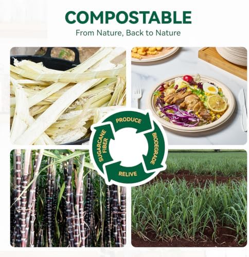 JOLLY CHEF Paper Plates 10 Inch Compostable Disposable Plates 150 Pack - Image 3