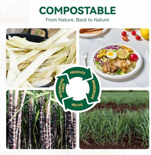 JOLLY CHEF Paper Plates 10 Inch, White Compostable Paper Plates 150 Pack - Image 3