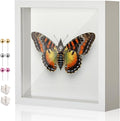 8x8 Shadow Box Display Case Picture Frame with Soft Linen Back,Large Deep White Shadow Box 8x8 for Flowers Medal Display Case Jersey pet Graduation Memorabilia Ltems Crafts Photos